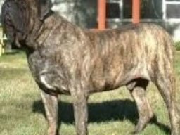 englian_mastiff_20211219_1738649919